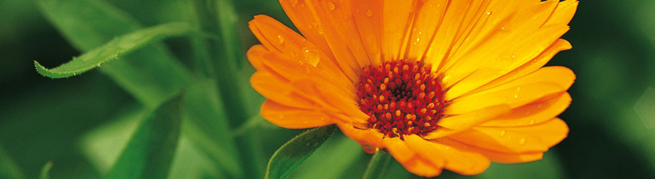 calendula.jpg