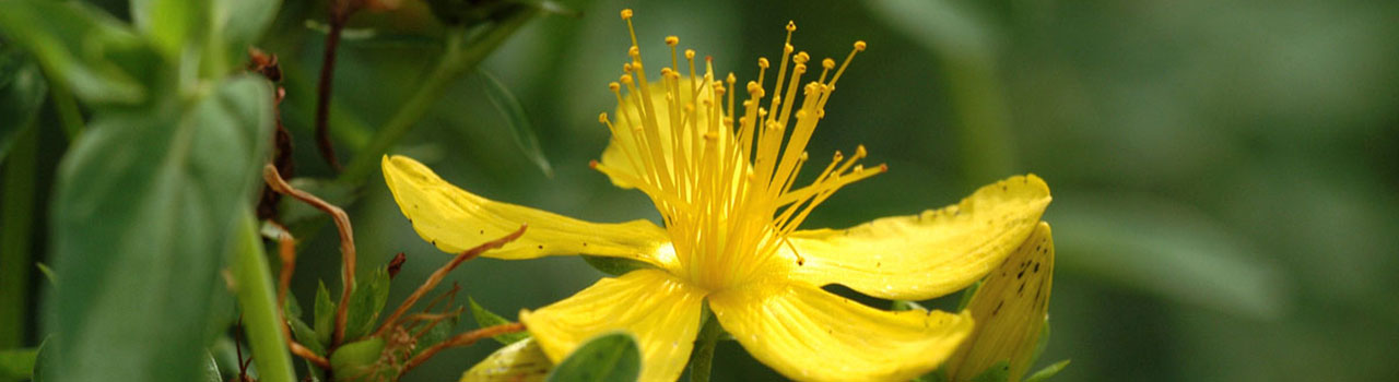 hypericum.jpg